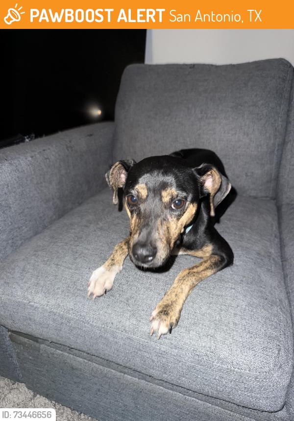 Found/Stray Female Dog last seen New Greytown rd/ Converse/ St.Hedwig / I10 & 1604 Farm Roads, San Antonio, TX 78109