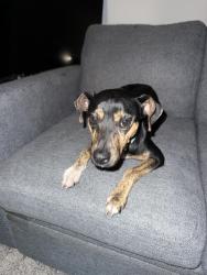 Found/Stray Female Dog last seen New Greytown rd/ Converse/ St.Hedwig / I10 & 1604 Farm Roads, San Antonio, TX 78109