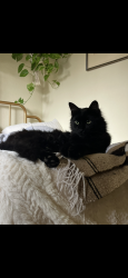 Lost Male Cat last seen Near columbia village dr, Sonora, CA 95370