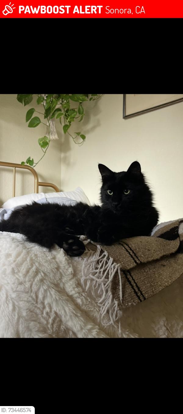 Lost Male Cat last seen Near columbia village dr, Sonora, CA 95370