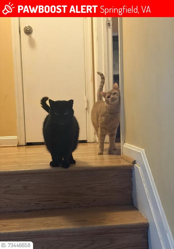 Lost Male Cat last seen Floyd ave and flanders st, Springfield, VA 22150