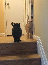 Lost Male Cat last seen Floyd ave and flanders st, Springfield, VA 22150