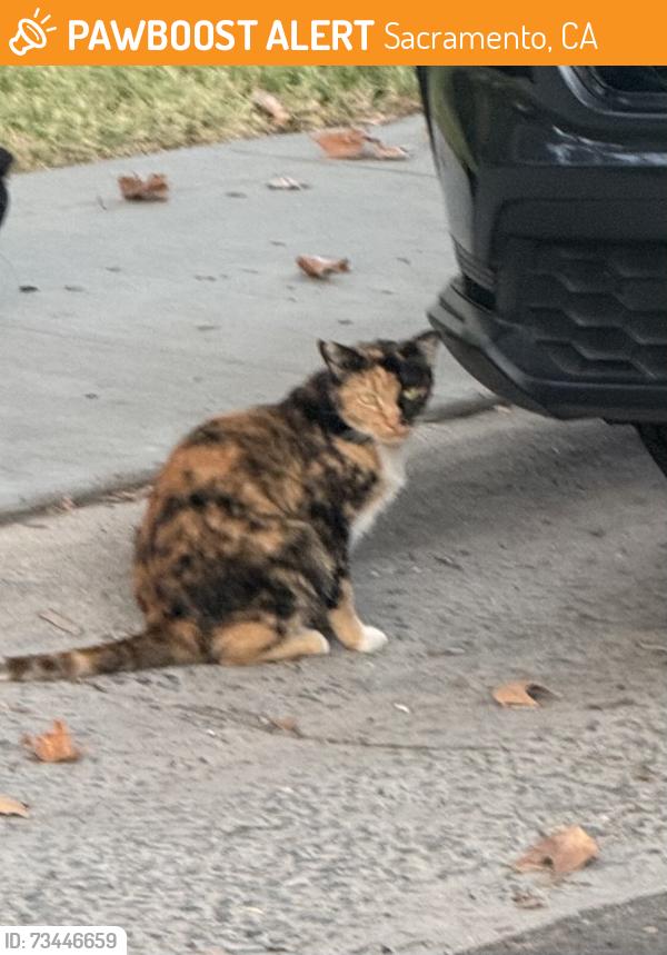 Found/Stray Unknown Cat last seen Carly Way, Sacramento, CA 95816