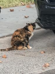 Found/Stray Unknown Cat last seen Carly Way, Sacramento, CA 95816