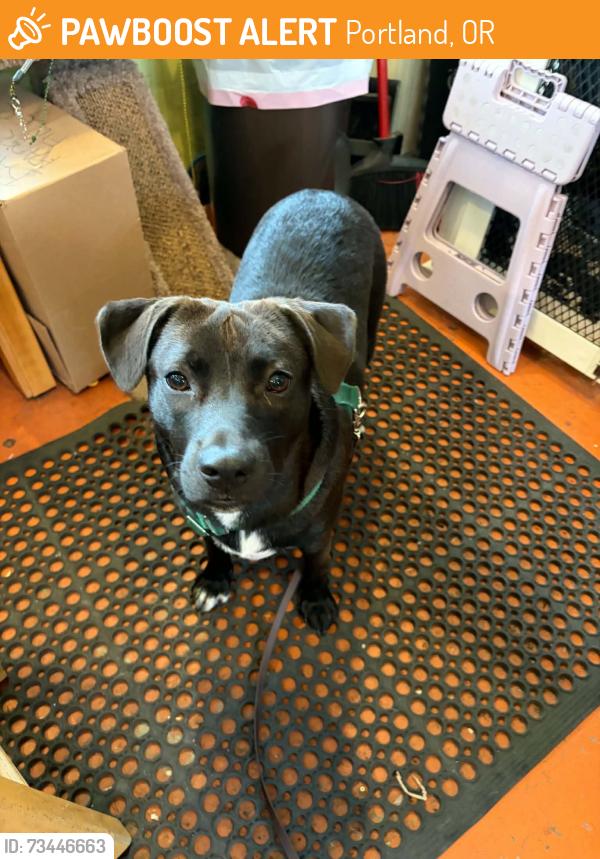 Found/Stray Male Dog last seen Stark & SE 81st, Portland, OR 97215