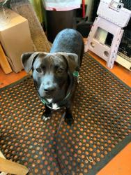 Found/Stray Male Dog last seen Stark & SE 81st, Portland, OR 97215