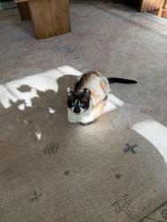 Lost Male Cat last seen Yonge and Eglington, Toronto, ON 