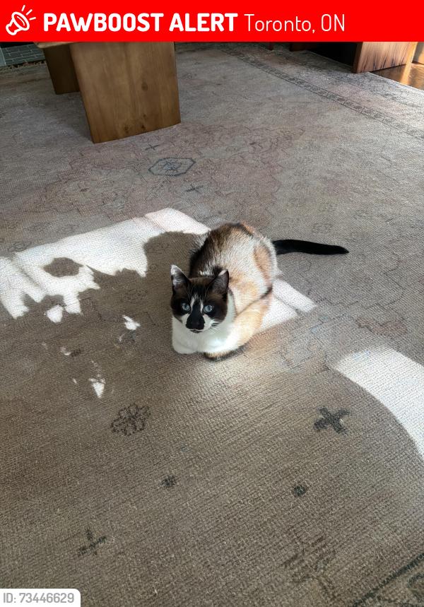 Lost Male Cat last seen Yonge and Eglington, Toronto, ON 