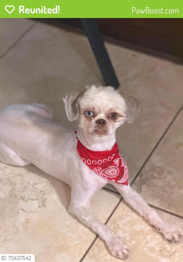 Reunited Female Dog last seen Stuebner Airline, Spring, TX 77379