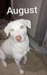 Reunited Male Dog last seen Silverlake Road, Fountain,Fl 32438, Fountain, FL 32438
