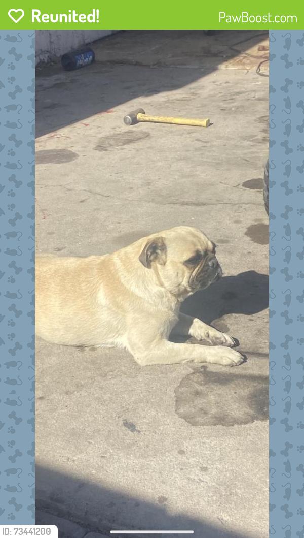 Reunited Male Dog last seen S Robson & W Broadway Rd, Mesa, AZ 85210, USA, Mesa, AZ 85210