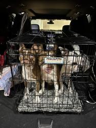 Reunited Male Dog last seen Reems and Waddell, Surprise, AZ 85379