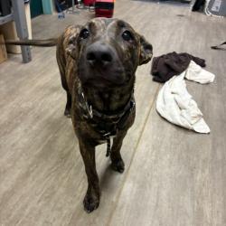 Shelter Stray Female Dog last seen , 361 S Raymond Ave, Pasadena, CA 91105, USA