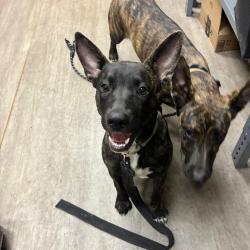 Shelter Stray Female Dog last seen , 361 S Raymond Ave, Pasadena, CA 91105, USA