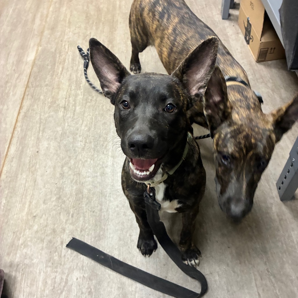 Shelter Stray Female Dog last seen , 361 S Raymond Ave, Pasadena, CA 91105, USA