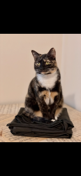 Reunited Female Cat last seen Broad Street Carrollton Ga, Carrollton, GA 30117