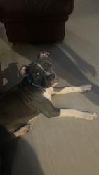 Lost Male Dog last seen Loganville Kroger, Grayson, GA 30017