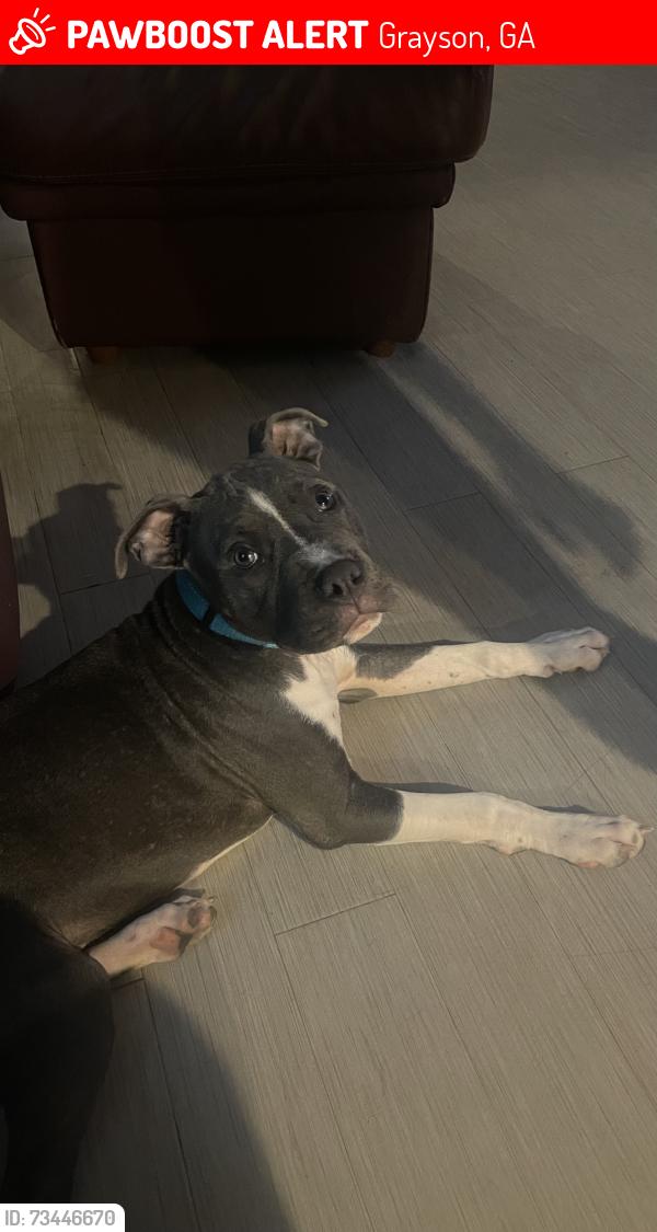 Lost Male Dog last seen Loganville Kroger, Grayson, GA 30017
