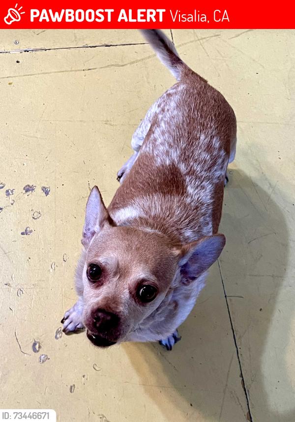 Lost Female Dog last seen Grape St and Granite, Visalia, CA 93291