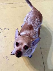 Lost Female Dog last seen Grape St and Granite, Visalia, CA 93291