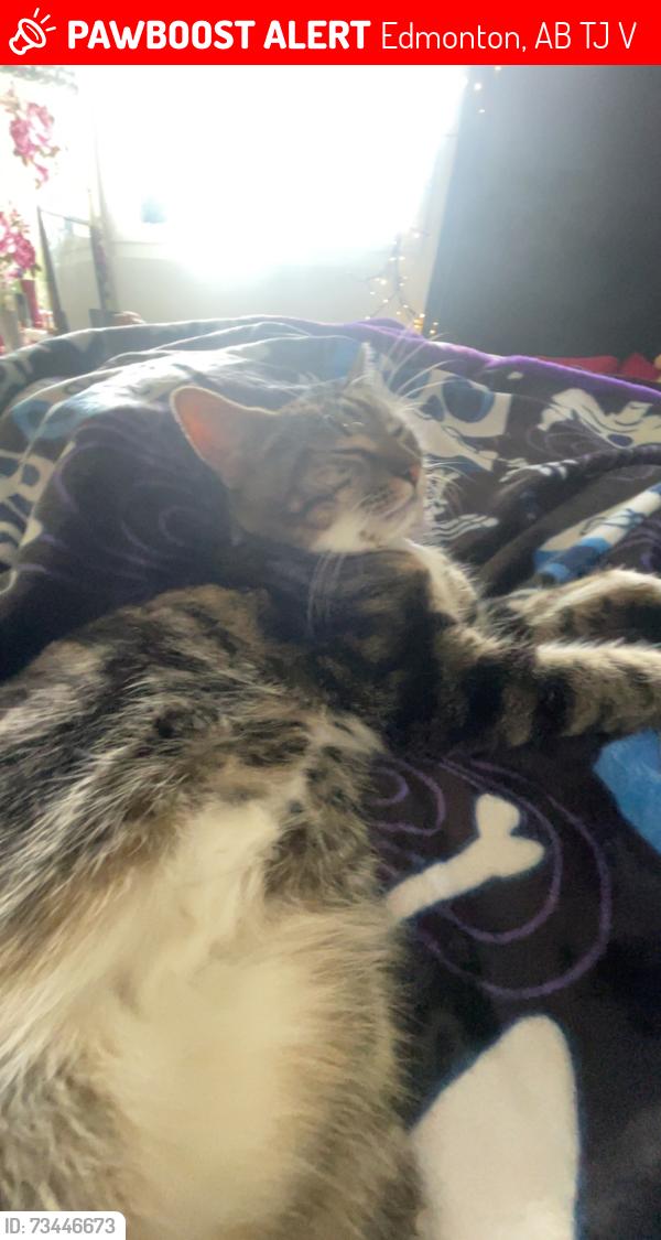 Lost Female Cat last seen Saddleback road, Edmonton, AB T6J 3V4