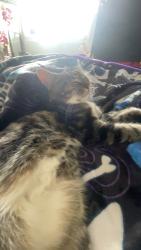 Lost Female Cat last seen Saddleback road, Edmonton, AB T6J 3V4
