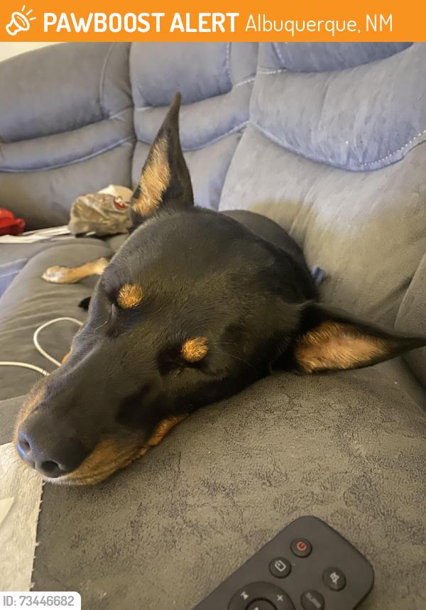 Found/Stray Female Dog last seen Smiths San Pedro and lomas, Albuquerque, NM 87110