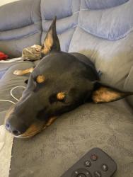 Found/Stray Female Dog last seen Smiths San Pedro and lomas, Albuquerque, NM 87110