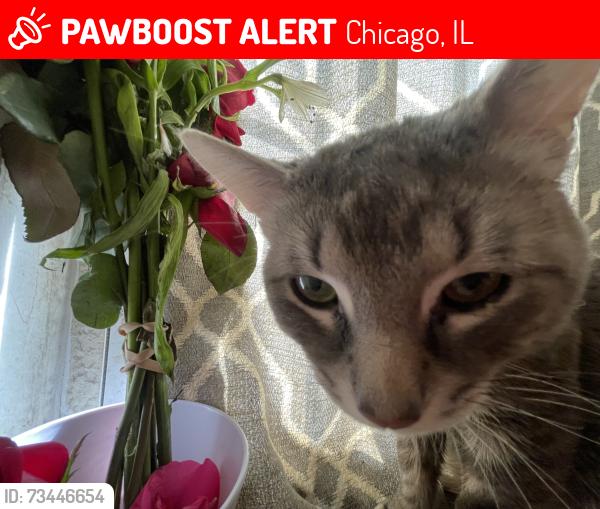 Lost Male Cat last seen Near S California Ave, Chicago, IL 60612