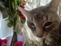 Lost Male Cat last seen Near S California Ave, Chicago, IL 60612