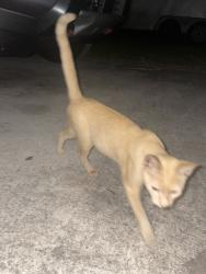 Found/Stray Unknown Cat last seen Peters rd, Fort Pierce, FL 34945