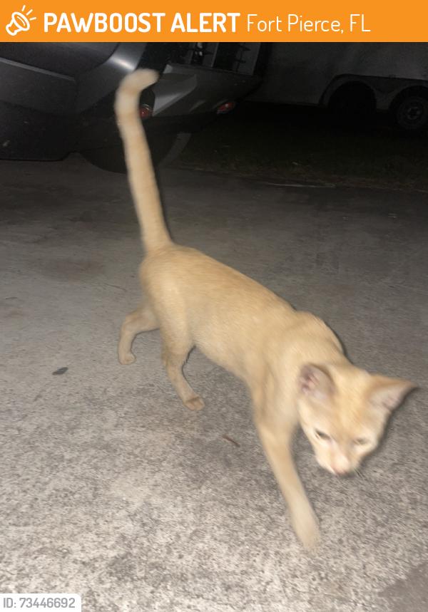 Found/Stray Unknown Cat last seen Peters rd, Fort Pierce, FL 34945