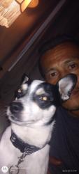 Reunited Male Dog last seen exposition blvd & tribute rd, Sacramento, CA 95815