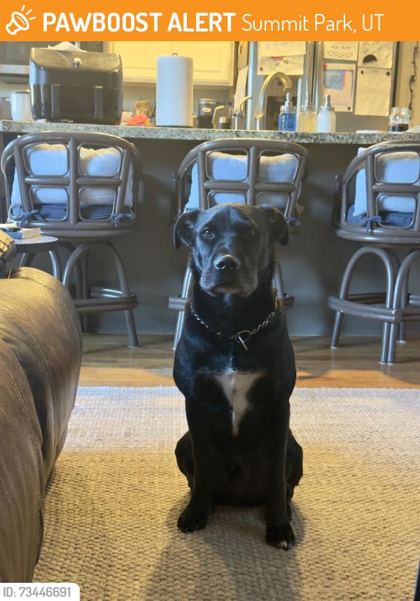 Found/Stray Male Dog last seen Pinebrook Park, Summit Park, UT 84098