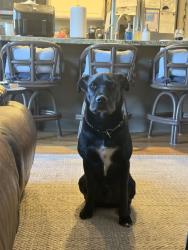 Found/Stray Male Dog last seen Pinebrook Park, Summit Park, UT 84098
