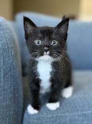 Shelter Stray Female Cat last seen Near UT-193, Layton, UT 84041, USA, 1422 E 600 N, Fruit Heights, UT 84037, USA