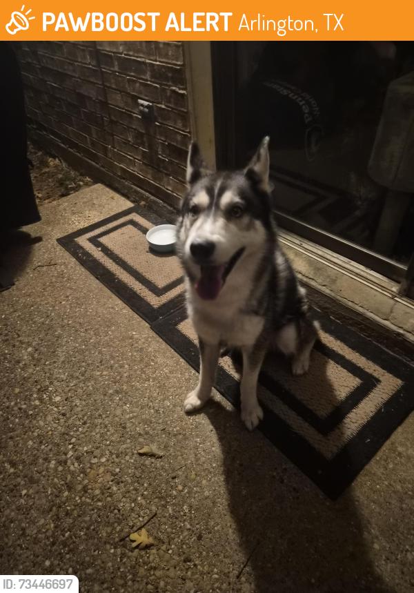 Found/Stray Male Dog last seen Kelly Elliott and Bradley Ln, Arlington, TX 76017