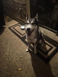 Found/Stray Male Dog last seen Kelly Elliott and Bradley Ln, Arlington, TX 76017