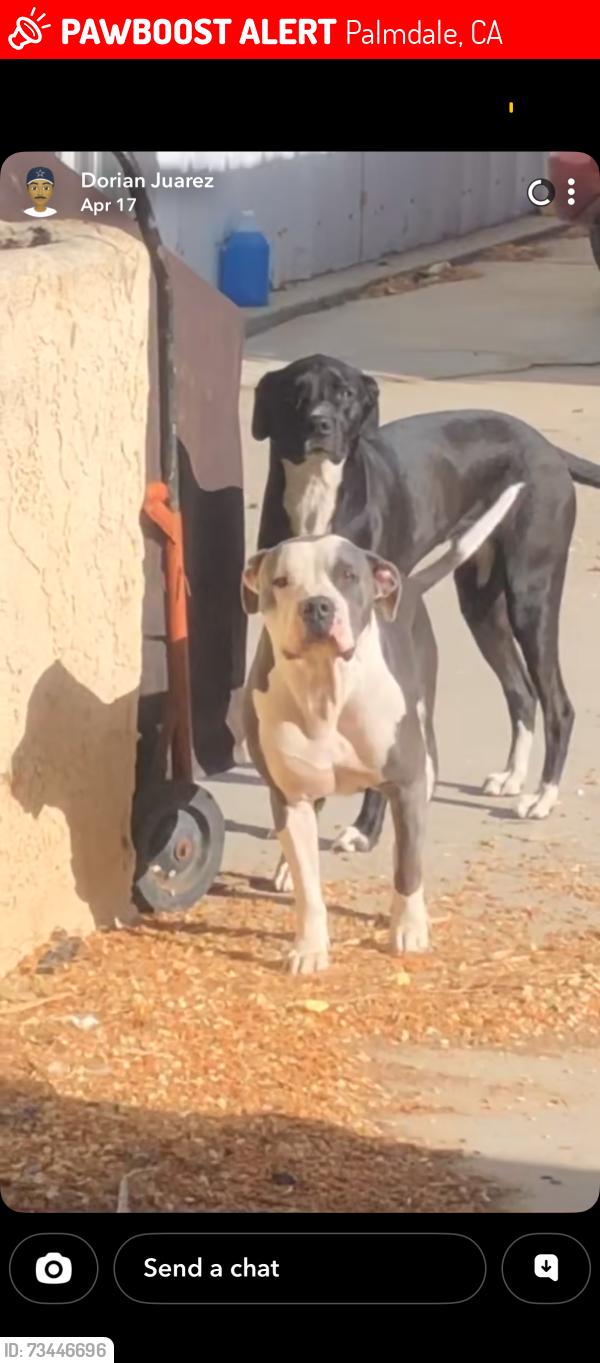 Lost Male Dog last seen A-6 and 27th, Palmdale, CA 93550