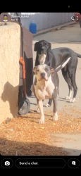 Lost Male Dog last seen A-6 and 27th, Palmdale, CA 93550