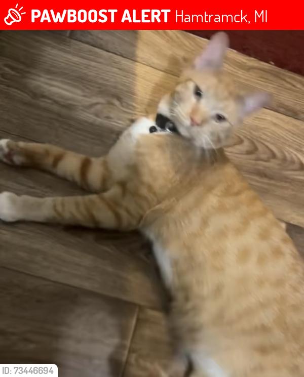 Lost Male Cat last seen Near E Davison St Hamtramck, MI 48212 United States, Hamtramck, MI 48212