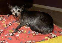 Found/Stray Female Dog last seen N of 12th St/Northern, Phoenix, AZ 85020