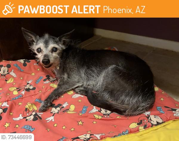 Found/Stray Female Dog last seen N of 12th St/Northern, Phoenix, AZ 85020