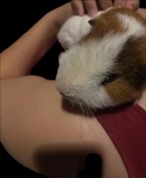 Found/Stray Unknown Other last seen Stoneridge, Roseville, CA 95661