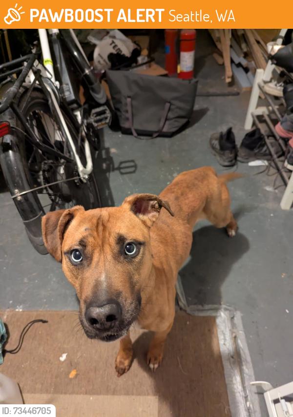 Found/Stray Male Dog last seen 48th Ave S and Bennett St, Seattle, WA 98118