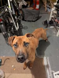 Found/Stray Male Dog last seen 48th Ave S and Bennett St, Seattle, WA 98118