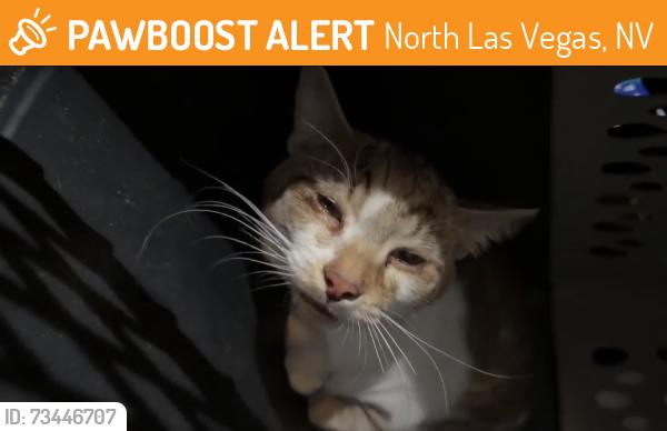 Found/Stray Unknown Cat last seen Pecos and Las Vegas Blvd, North Las Vegas, NV 89030