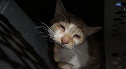Found/Stray Unknown Cat last seen Pecos and Las Vegas Blvd, North Las Vegas, NV 89030