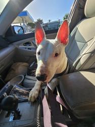 Found/Stray Male Dog last seen Woodruff and Washburn, Downey, CA 90242