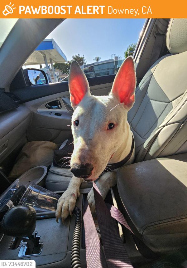 Found/Stray Male Dog last seen Woodruff and Washburn, Downey, CA 90242